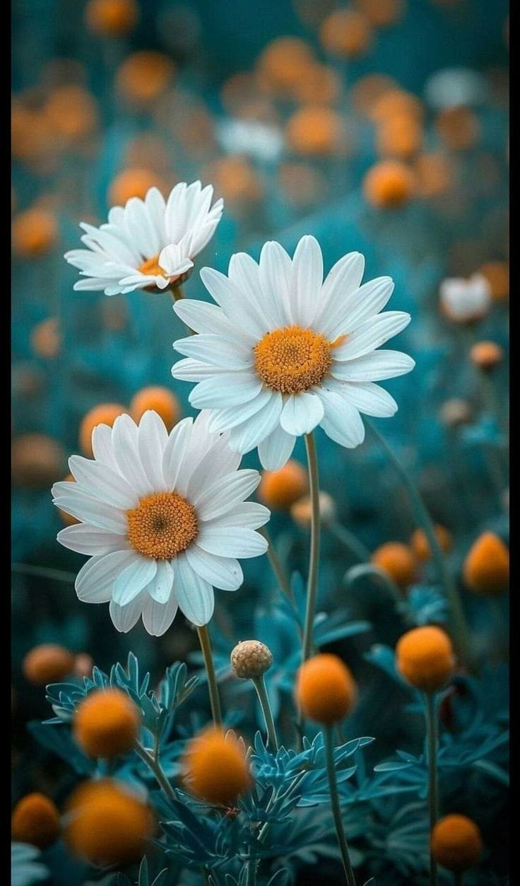 flower wallpaper