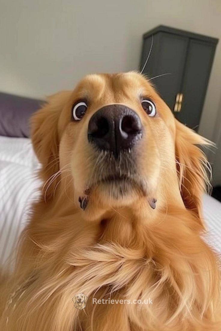 goofy ahh animal pictures